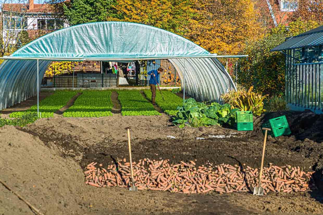 Gemüseanbau mitten in der Stadt. Im Vordergrund sieht man eine Erdmiete, die über den Winter als Lagerraum für Wurzelgemüse dient. Im Hintergrund werden Feldsalat und Winterpostelein als Salat-Varianten für die kalten Monate im Jahr angebaut / © Foto: Georg Berg