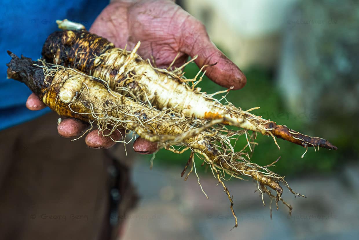 Sebastian Niedermaier konfrontiert seine Kunden auch gerne mit neuen Gemüsesorten. Hier Haferwurzel, die eine Alternative zur Schwarzwurzel darstellt / © Foto: Georg Berg