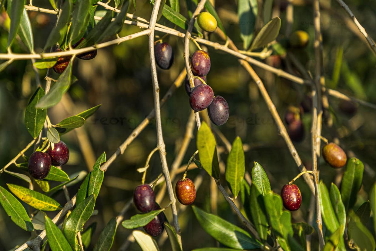 Ab Oktober beginnt die Farbänderung der Früchte von grün zu schwarz. Botanisch ist die Olive eine Steinfrucht. Olivenfrüchte werden bis zu drei Zentimeter groß / © Foto: Georg Berg