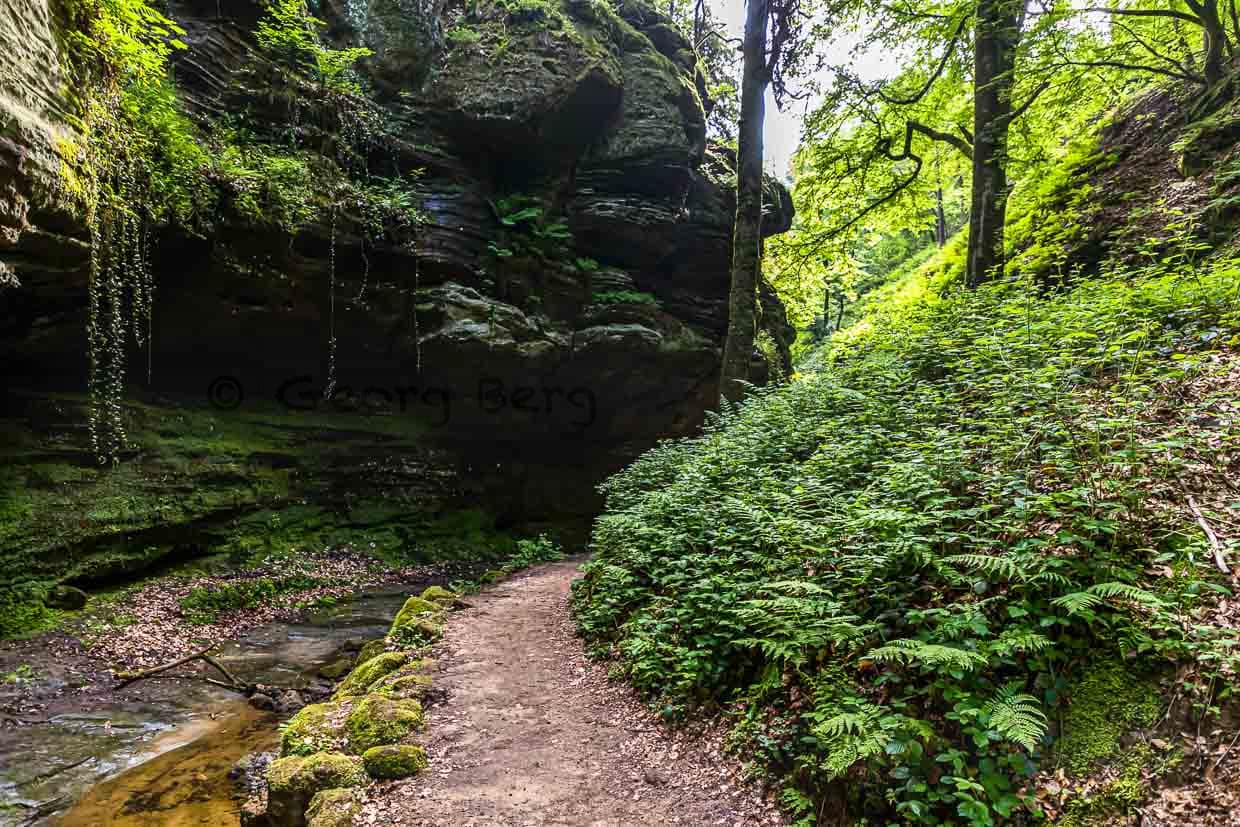 Der Aesbach führt an manchen Stellen kaum noch Wasser. Parallel zum Bach verläuft ein schmaler Wanderweg / © Foto: Georg Berg