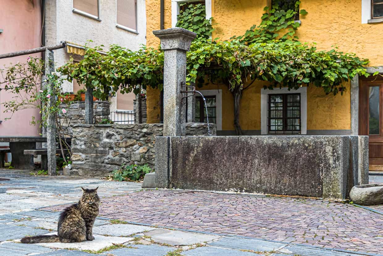 Mal ehrlich, was wäre dieses Foto ohne Katze? Katzen sind oft freilaufende Deko, die ein Foto beleben. Der plätschernde Brunnen im HIntergrund ist zwar hübsch, aber erst der geschwungene Rücken der Katze als Gegenpart macht das Foto sehenswert / © Foto: Georg Berg