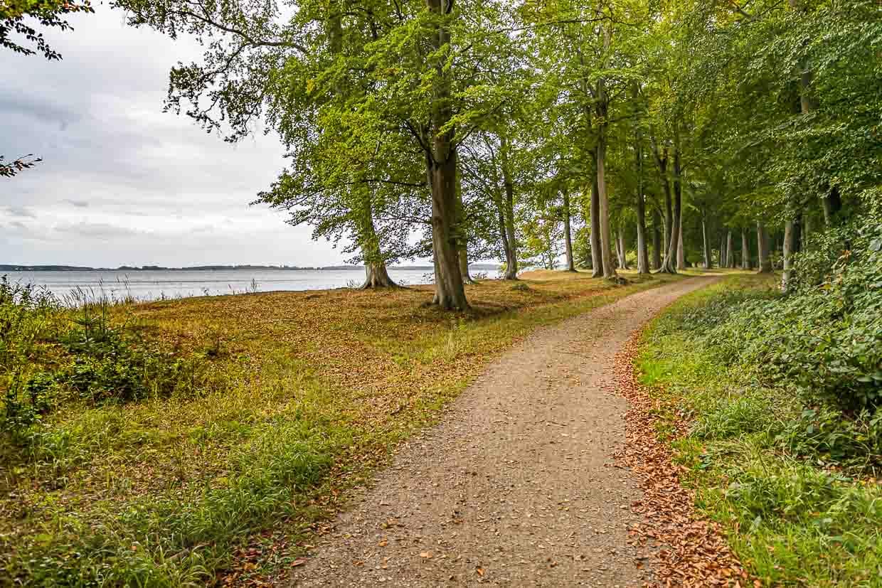 Der Wald von Norreskoven. Auf dem Wanderweg ist man oft allein unterwegs. Abgesehen von zwei Brückenquerungen hat man wenig Asphalt unter den Füßen / © Foto: Georg Berg