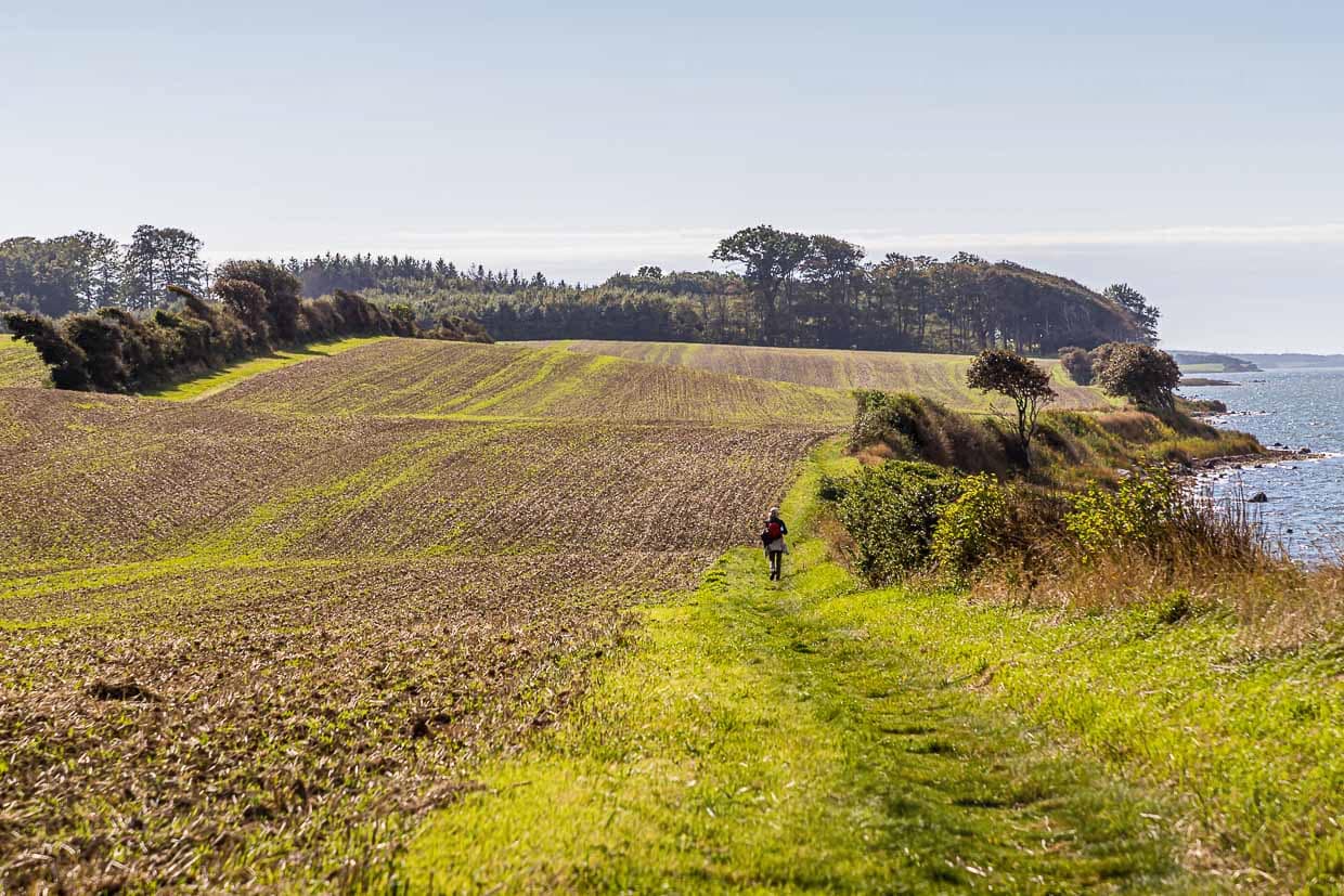 Sanfte Hügel und weiche Pfade. Man wandert oft im Schutz wehrhafter Hecken durch Hohlwege. Äcker wechseln sich ab mit Strandabschnitten und in der Ferne ist schon ein Buchenwald sichtbar / © Foto: Georg Berg