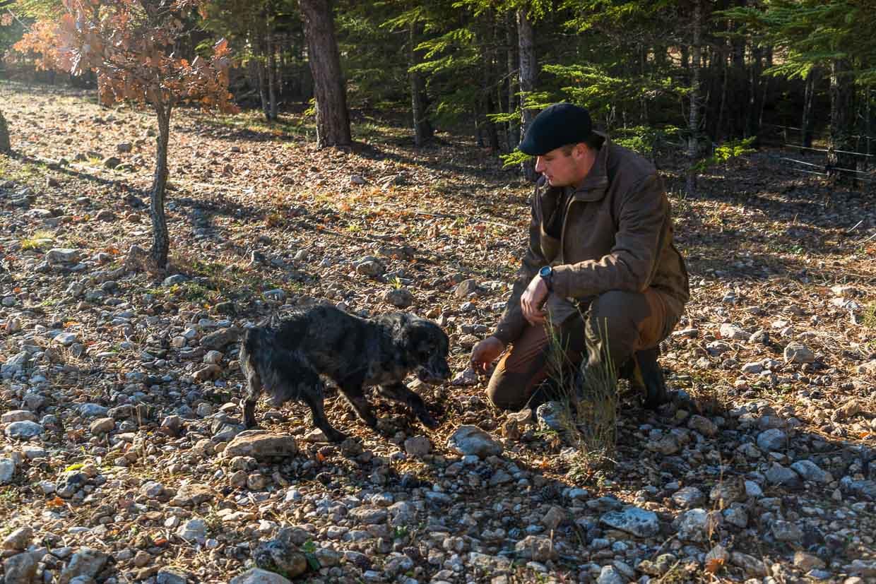 Zu Trüffelspürhunden abgerichtet werden können alle Hunderassen. Trüffelspürhund Manolo zeigt dem „Trufficulteur“ Tangay Demachy eine Fundstelle an. In der Hochsaison arbeiten auf der Domaine de Majestre 5 Trüffelsucher mit ihren Hunden. Sie werden pro Woche und nach Gewicht der Trüffel bezahlt / © Foto: Georg Berg