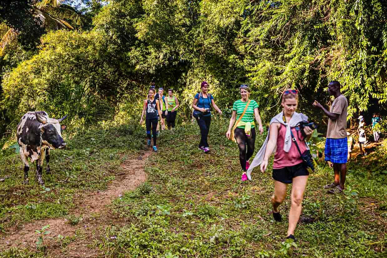 Die Kuh hätt lieber ihre Ruh / © Foto: Georg Berg