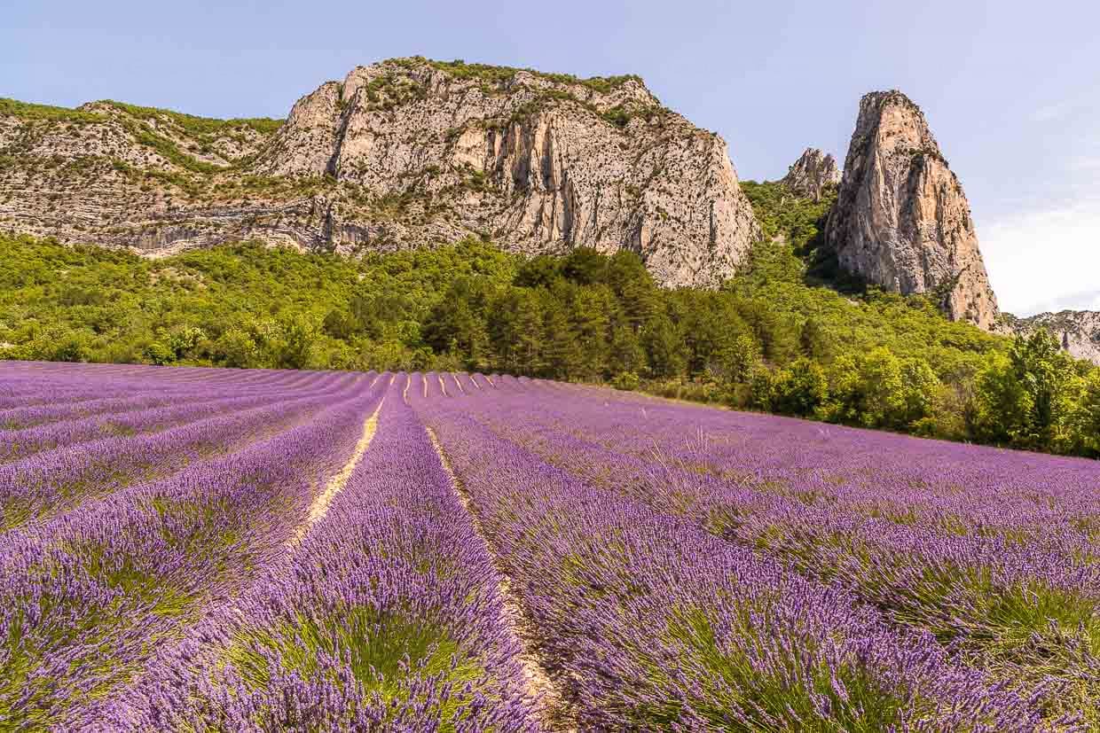Blühende Lavendelfelder im Department Drome in der Region Auvergne-Rhone-Alpes. Auch außerhalb der Provence wird Lavendel angebaut / © Foto: Georg Berg