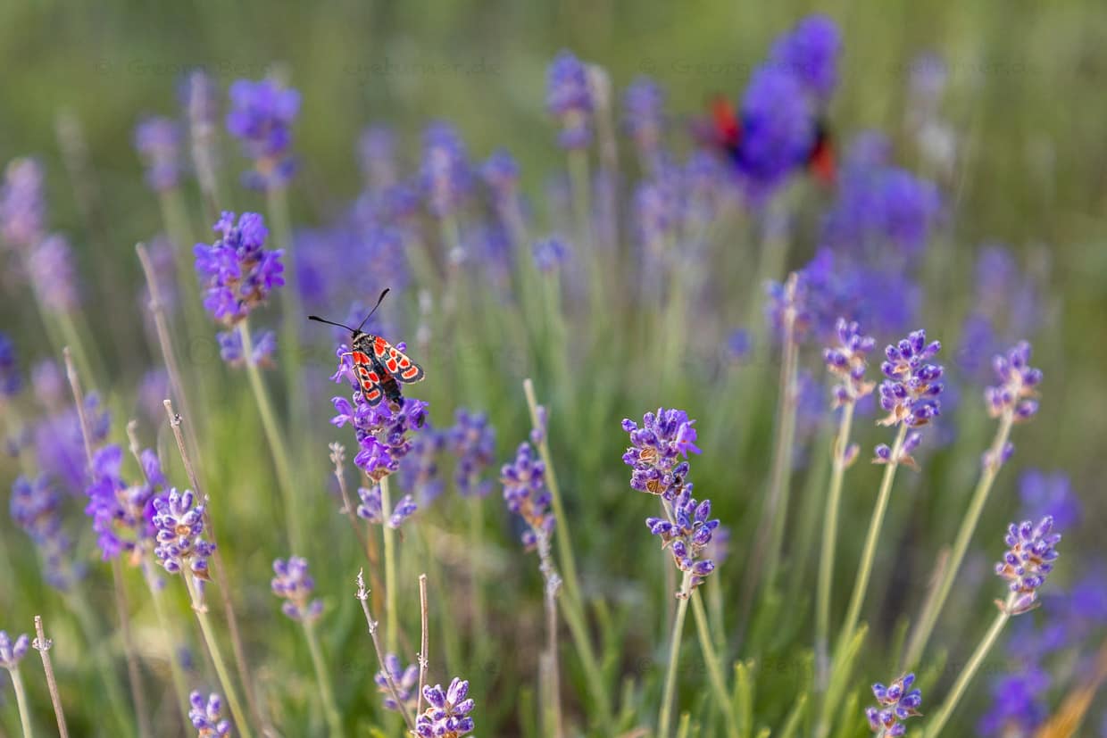 Wilder Lavendel wächst im Tal der Drome auf den Bergplateaus des Vercorsgebirges.  Der wilde Lavendel zieht viele Insekten an / © Foto: Georg Berg