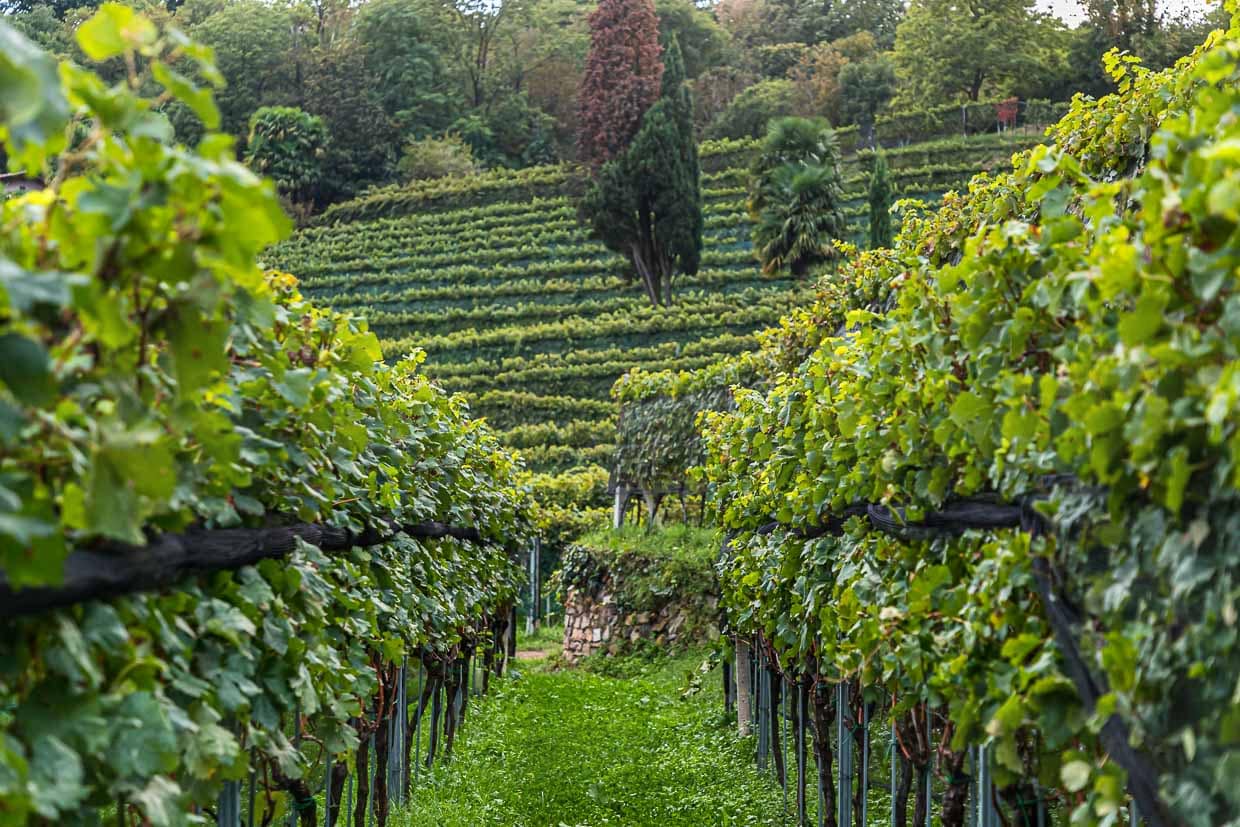 Producción de vino en Tenuta San Giorgio. A finales de septiembre, la vendimia está terminada y el trabajo en el lagar está en pleno apogeo / © Foto: Georg Berg