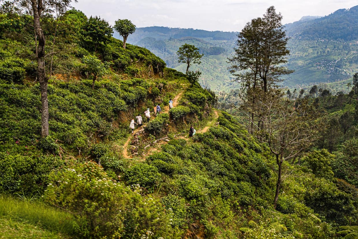 En las tierras altas de Sri Lanka, las mejores plantaciones de té sólo pueden verse desde la vía férrea / © Foto: Georg Berg