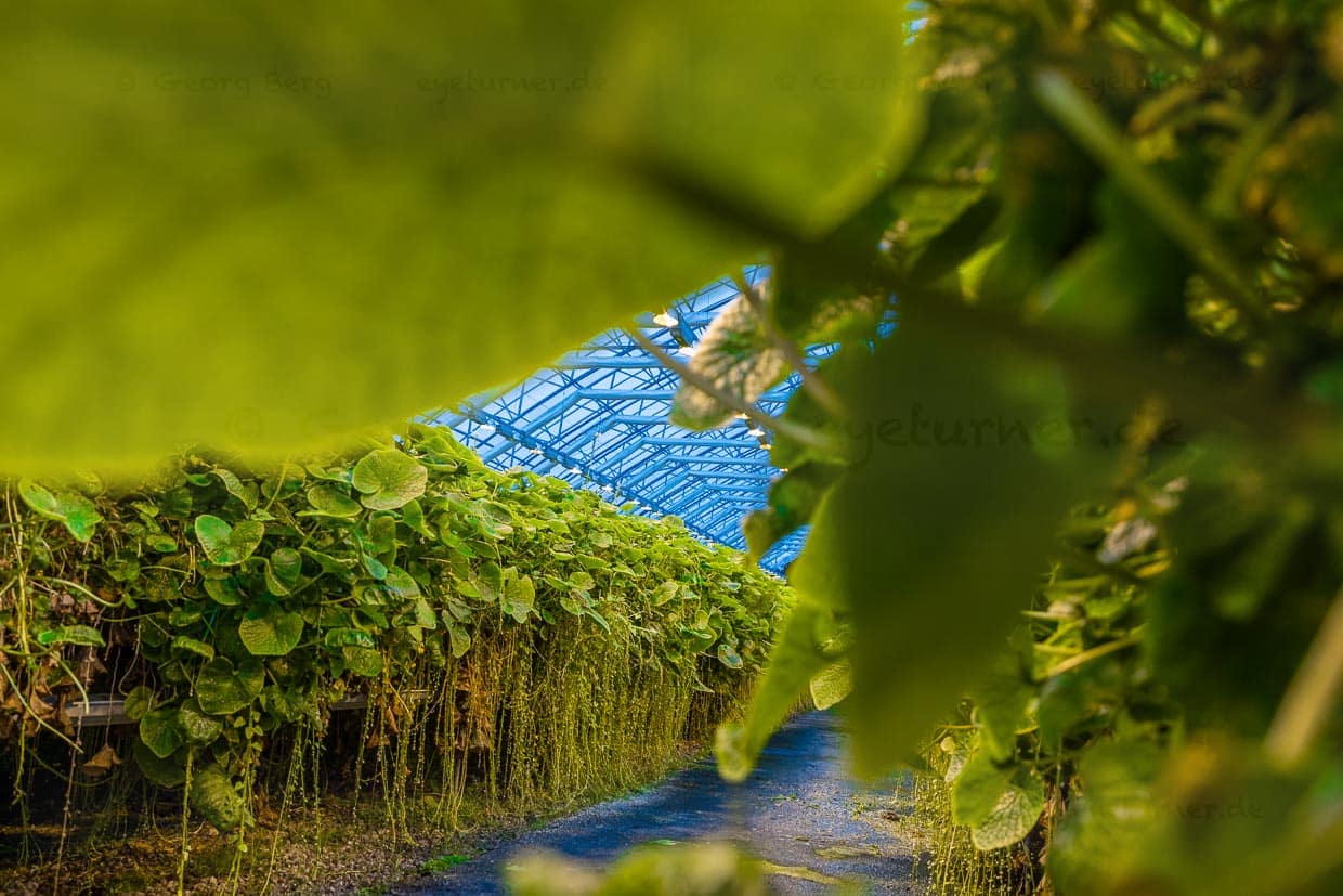 La planta de wasabi es perenne. Mientras que aquí las flores cuelgan marchitas, las hojas verdes se estiran hacia la luz. En el invernadero, el wasabi sólo tarda 18 meses en cosecharse. En su Japón natal, tarda casi el doble / © Foto: Georg Berg
