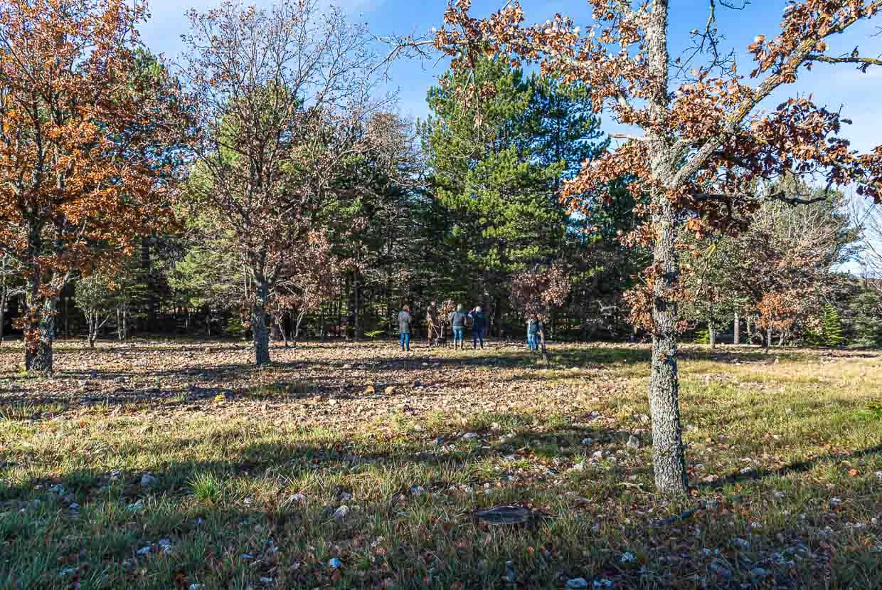 En el departamento de Var, los robles se utilizan para el cultivo de trufas. Sólo después de 10 años se pueden recolectar las primeras trufas de un árbol. A la edad de 20-30 años, las trufas se hacen más pequeñas y crecen en las raíces de los árboles / © Foto: Georg Berg