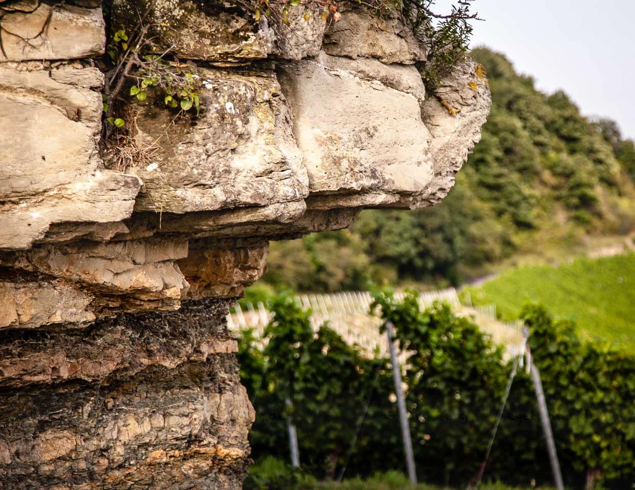 Gipskeuper prägt das Terroir der Grossen Lagen in Iphofen, von denen der Julius-Echter-Berg die berühmteste Lage ist / © Foto: Georg Berg