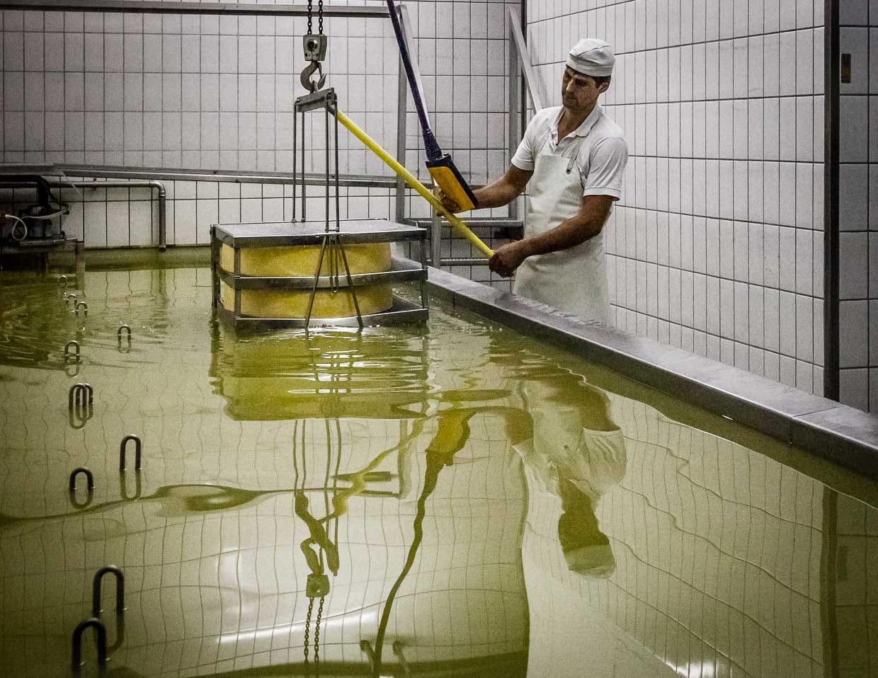 Versenkt im Salzbad. Meister Käser Greiner weiß genau, wo die 45 Käselaibe liegen und welche als nächstes wieder gehoben werden müssen / © Foto: Georg Berg