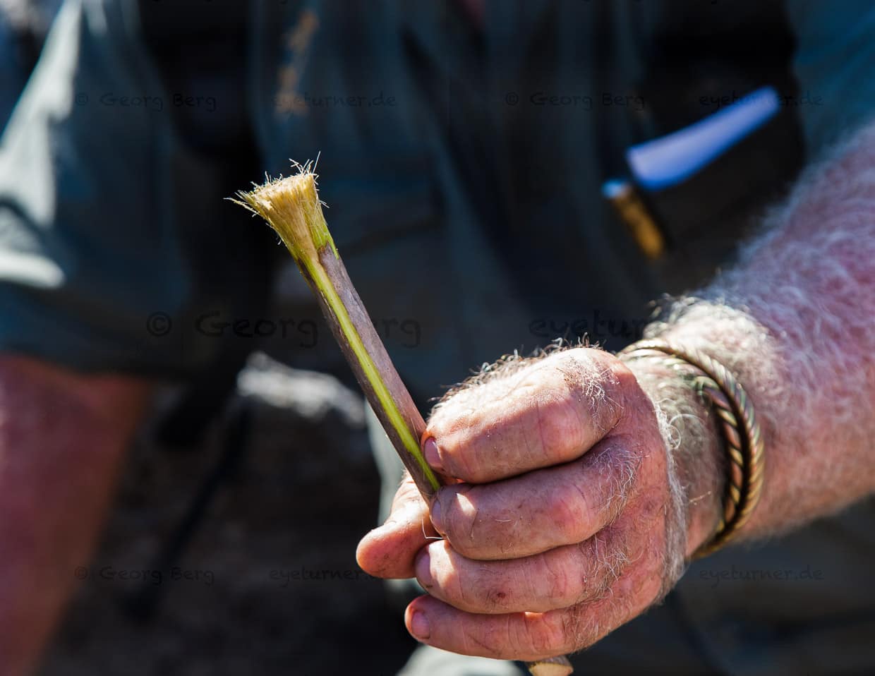 Mit solchen Pinseln wurden schon vor 20.000 Jahren Felsmalereien hergestellt / © Foto: Georg Berg