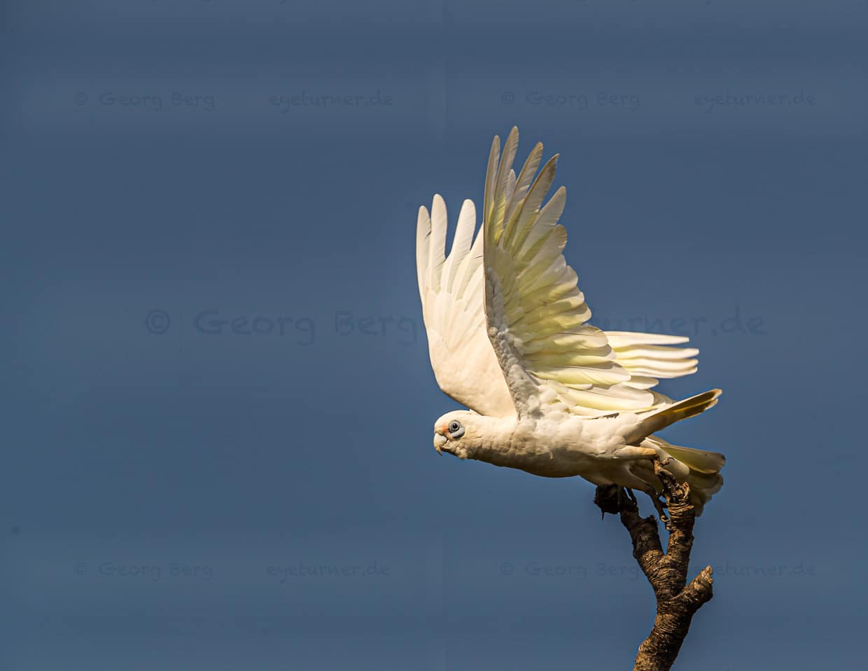 Die Sonne geht auf und in den Bäumen werden die Kakadus wach / © Foto: Georg Berg