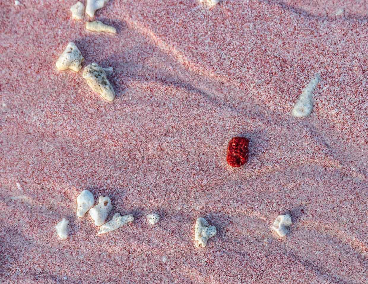 Beim genaueren Hinsehen erschließt sich das Geheimnis der Farbe. Wie an jedem Strand setzt sich auch hier der Sand aus den Zerfallsprodukten der Umgebung zusammen. Teilchen der roten Orgelkoralle sorgen mit ihren Pixeln zum rosa Gesamteindruck des Strandes. Die Tubipora Musica gehört zu den gefährdeten Arten und kommt fast nur noch in diesem Teil der Erde vor / © Foto: Georg Berg