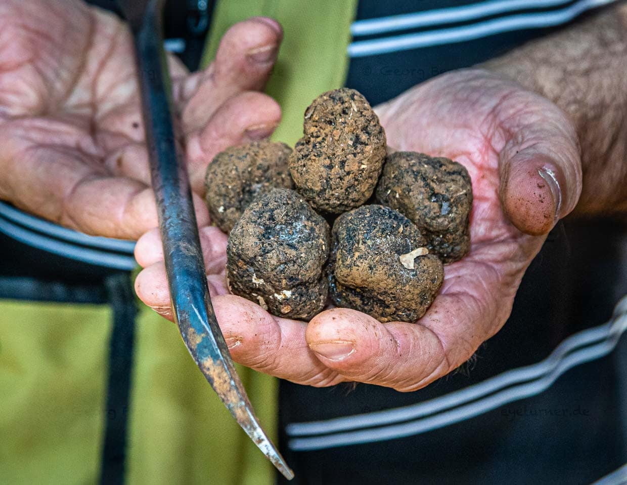 200 Trüffelarten gibt es weltweit. Eine davon: Tuber uncinatum, der Burgundertrüffel. Thierry Bezieux hat sich ein spezielles Werkzeug anfertigen lassen. Es hat die Form einer Hundepfote. Die letzten Zentimeter gräbt der Trüffelexperte lieber selber – denn seine Hunde wissen den Trüffel als Snack zwischendurch zu schätzen / © Foto: Georg Berg