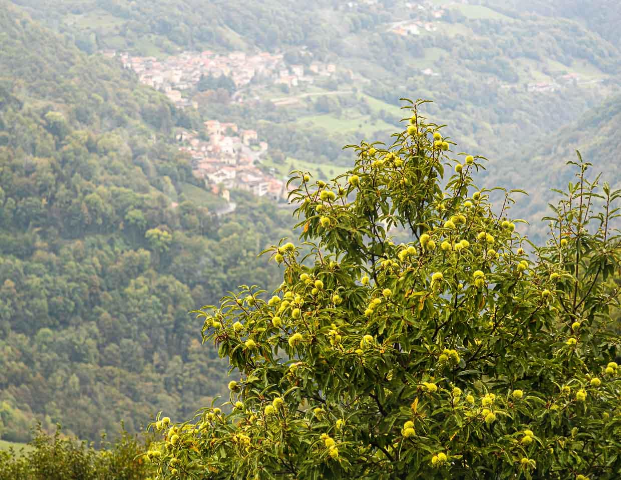 Kastanienbäume im Valle di Muggio. Noch heute wird jährlich ein Kastanienfest gefeiert. Früher waren Maronen ein Hauptnahrungsmittel der armen Landbevölkerung / © Foto: Georg Berg