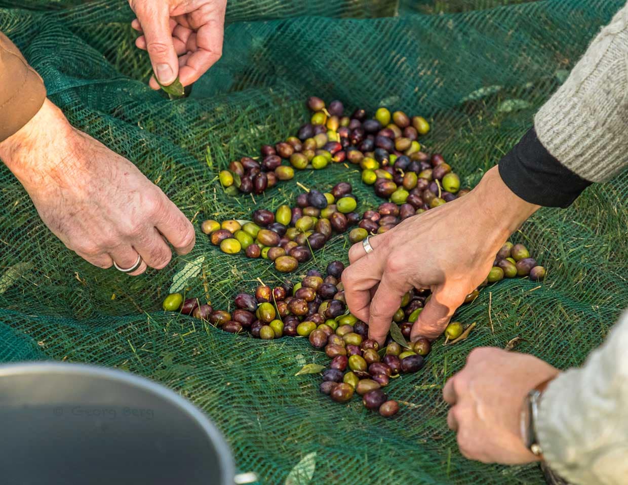Das Ernteergebnis hat 2020 alle Erwartungen übertroffen. 2019 wurde die gesamte Ernte von 75 kg noch eingelegt und somit zu Tafeloliven. 2020 soll das erste Mal auch Öl aus der Ernte entstehen / © Foto: Georg Berg
