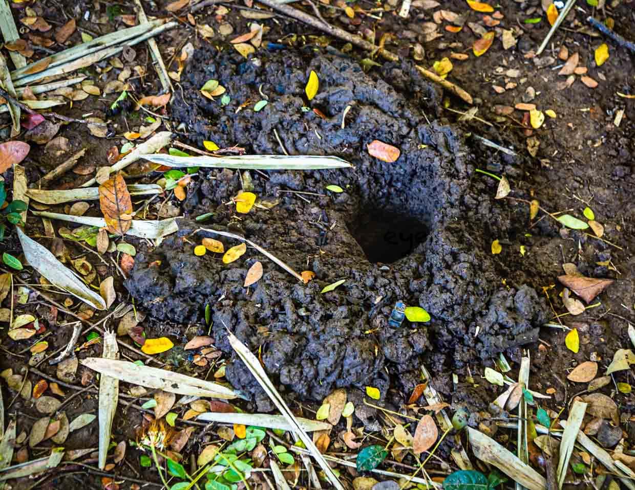Krabben haben sich im Waldboden eingegraben, um vor den Hashern in Sicherheit zu sein. Man sieht nur ihre Löcher / © Foto: Georg Berg