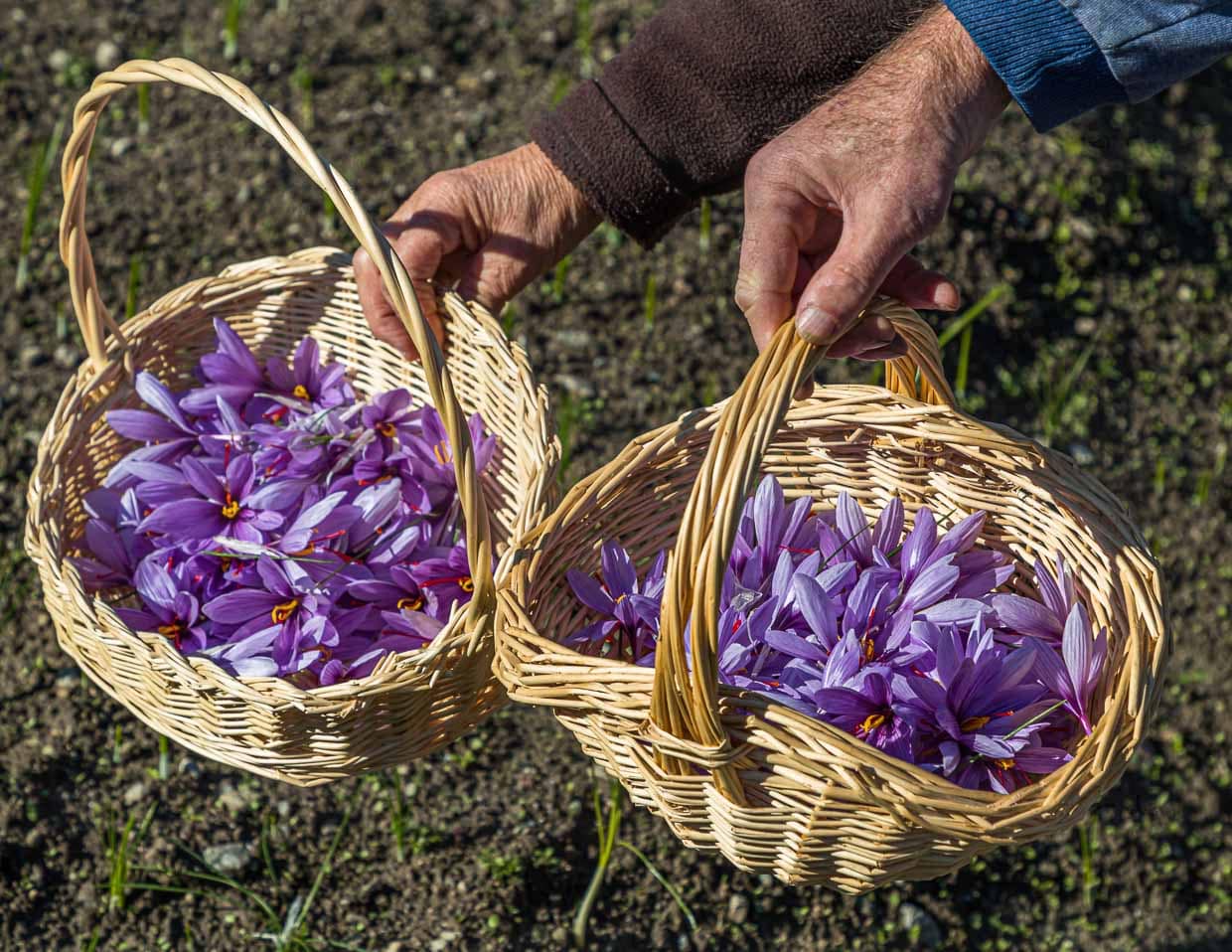 Safran fand im Mittelalter auch seinen Weg bis ins Wallis in der Schweiz. Im Dorf Mund wird auf kleinsten Flächen noch heute Safran angebaut und zwischen Oktober und November geerntet / © Foto: Georg Berg