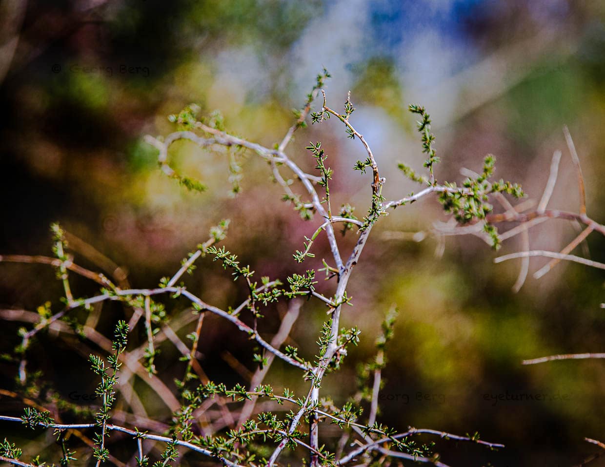 Recolectar espárragos trigueros en la Toscana rara vez es posible. Este manjar es tan preciado y raro como las trufas / © Foto: Georg Berg