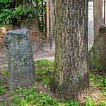 Auch Joseph Beuys wurde 1977 für tendenziell bekloppt gehalten. Er ließ zur documenta 7 fünf Jahre später 7.000 Eichen im Stadtgebiet von Kassel pflanzen und daneben jeweils einen Steinquader platzieren. Heute ist Kassel – auch wegen dieses documenta Projekts von Joseph Beuys grüner und schöner. / © Foto: Georg Berg