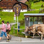 Alpabtrieb in Hittisau. Die Jugend holt das Vieh von der Alm und die schönste Kuh wird geschmückt. Das Wartehäuschen auf diesem Foto bekommt keinen Schönheitspreis – aber in der Nachbargemeinde Krumbach gibt es Bushaltestellen in Weltklasse-Architektur! / © Foto: Georg Berg