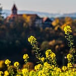 Blühender Ackersenf vor dem unscharfen Hintergrund der Burg Wernberg / © Foto: Georg Berg