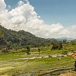 Ein Bauer steht an einer Blechhütte in den Reisfeldern auf der indonesischen Insel Flores / © Foto: Georg Berg