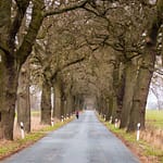 Eichenallee in Mecklenburg-Vorpommern / © Foto: Georg Berg