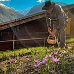 Safranernte in der Schweiz / © Foto: Georg Berg