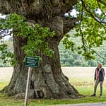 Die Eiche ist über 500 Jahre alt. Ihren Namen hat sie vom Dichter Ambrosius Stub, der gerne an ihrem Stamm Platz nahm und dichtete. Svendborg, Dänemark / © Foto: Georg Berg