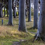 Der Wald Travens Vänge liegt direkt an der Steilküste. Vor hieraus hat man einen guten Blick nach Fünen / © Foto: Georg Berg