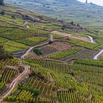 Weinanbau zwischen Kaysersberg und Kientzheim, einem alten Winzerdorf aus dem 15. Jahrhundert / © Foto: Georg Berg