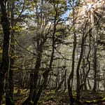 Wanderweg in den Vogesen / © Foto: Georg Berg