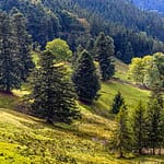 Vogesenlandschaft mit lockerem Baumbewuchs / © Foto: Georg Berg