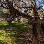Hain der alten Olivenbäume "L'Oliveraie de La Farlède". Im Schutz des Berges Mont Coudon konnten diese Bäume den sehr harten Frost im Februar 1956 überstehen / © Foto: Georg Berg