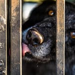 Trüffelspurhund Manolo nach seinem Einsatz / © Foto: Georg Berg