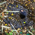 Krabben haben sich im Waldboden eingegraben, um vor den Hashern in Sicherheit zu sein. Man sieht nur ihre Löcher / © Foto: Georg Berg