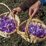 Safran-Blüten werden in kleinen Körbchen gesammelt / © Foto: Georg Berg