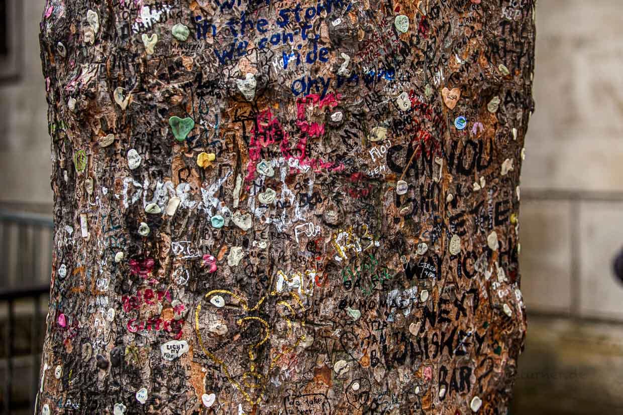 Baumrinde mit aufgeklebten Kaugummis nahe Jim Morrisons Grab / © Foto: Georg Berg