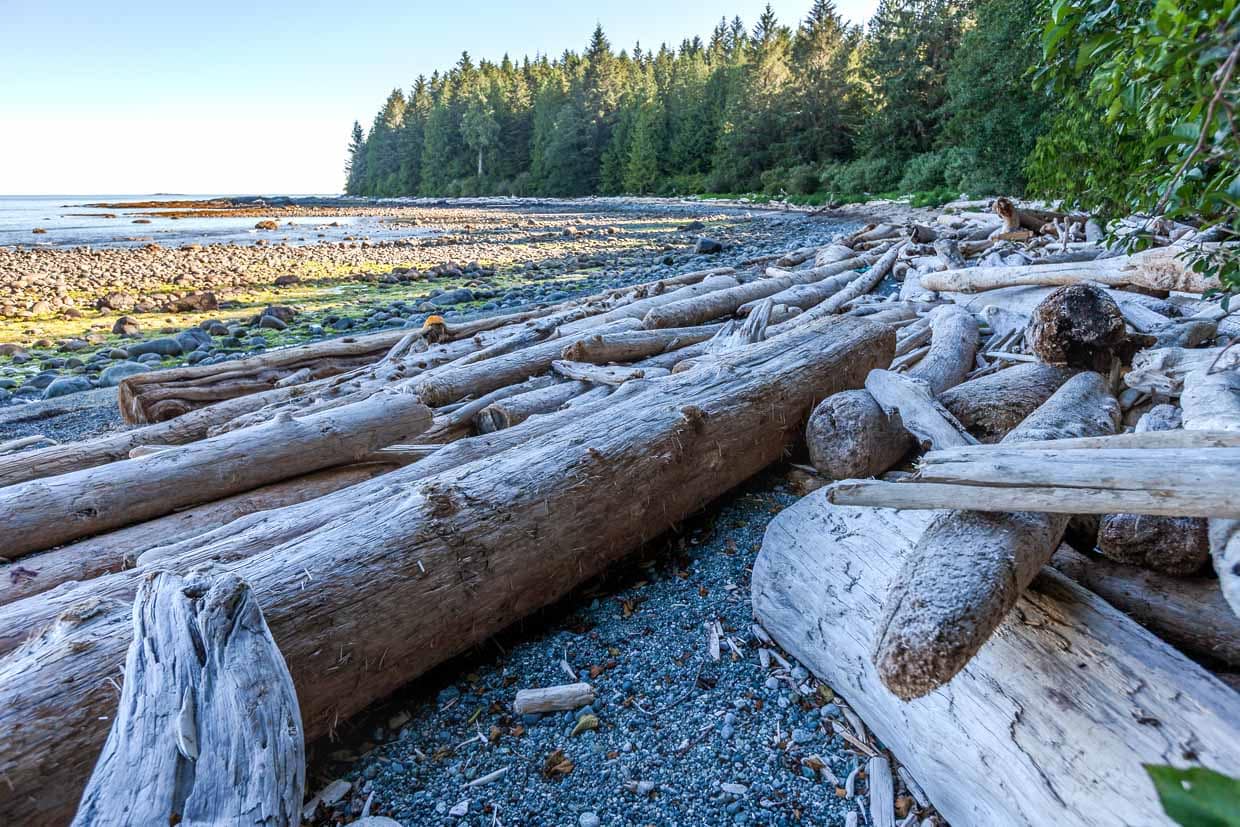 Treibholz am Mussle Beach auf Vancouver Island. Diese Stämme sind kanadischen Flößern im Pazific verloren gegangen / © Foto: Georg Berg