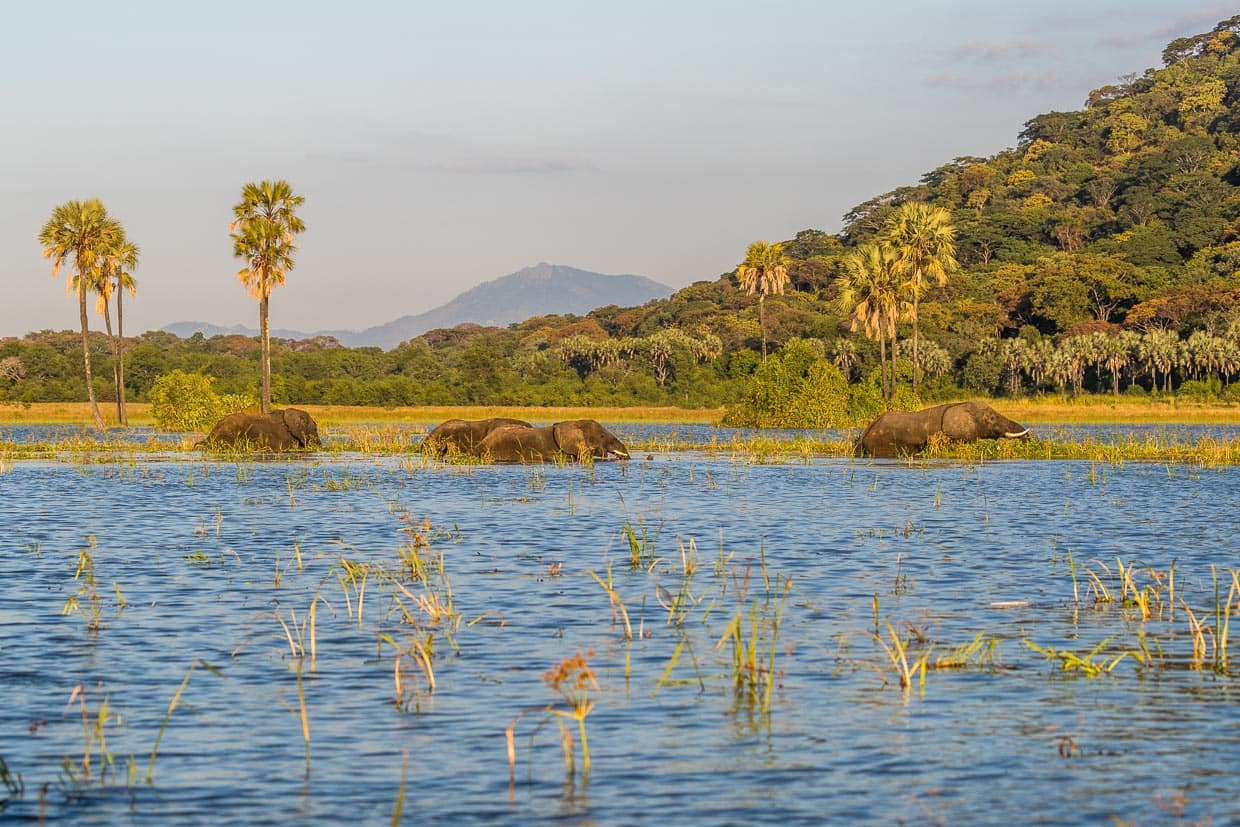 Bootstour Kutchire Lodge am Liwonde Nationalpark. Vom Shire Fluss aus sieht man Elefanten baden. Üppige Vegeation mit bewaldeten Bergen und Palmen am Ufer / © Foto: Georg Berg