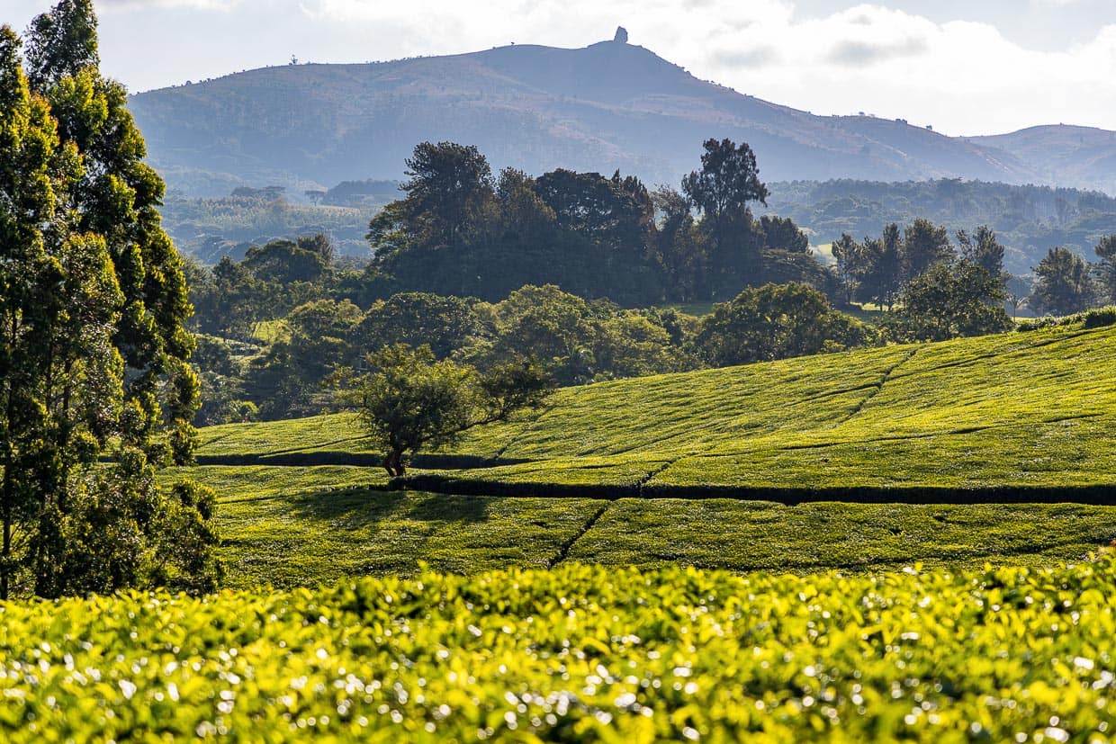 Teefelder Satemwa Estate, mit Blick ins Shire-Hochland auf Thyolo Mountain, 1.460 m / © Foto: Georg Berg