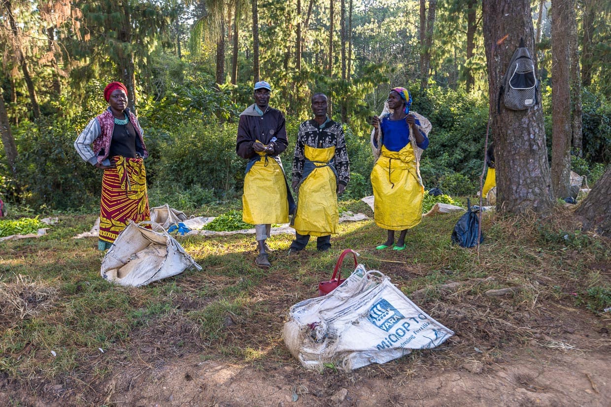 Gruppe von Teepflückern, sogenannte Gang, an einer Sammelstelle für frisch geerntete Teeblätter. Satemwa Estate, Thyolo. Männer und Frauen erhalten auf Satemwa den gleichen Lohn / © Foto: Georg Berg