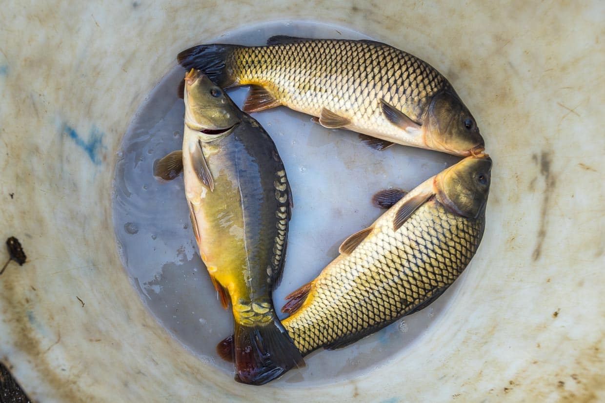 Zwei Wildkarpfen und ein Spiegelkarpfen in einem Bottich. Die Wildform des Karpfens ist vollständig von Schuppen bedeckt. Die Wildform des Karpfens ist lang gestreckt und seitlich abgeflacht, die Zuchtformen des Karpfens sind hochrückiger und dickbauchiger / © Foto: Georg Berg
