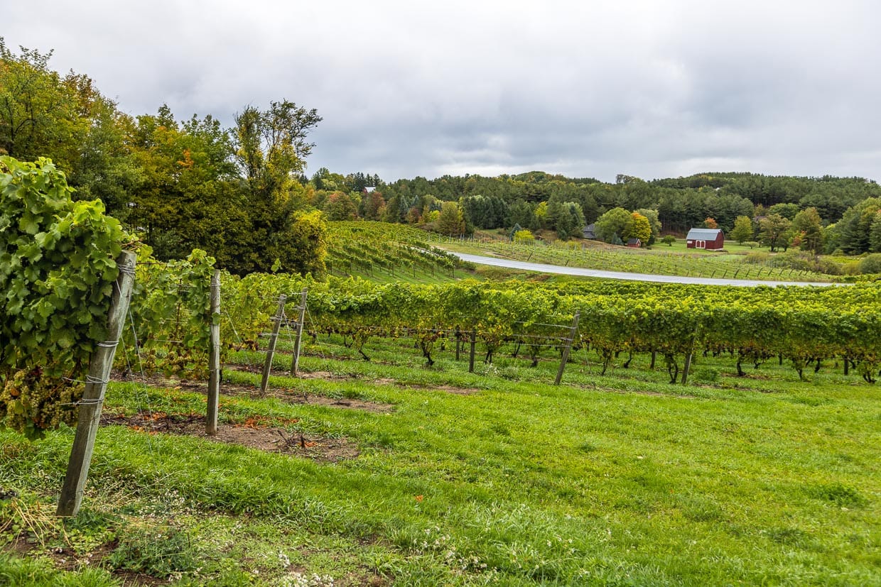 Weinbau auf der Old Mission Peninsula, Travers City Wine County / © Foto: Georg Berg