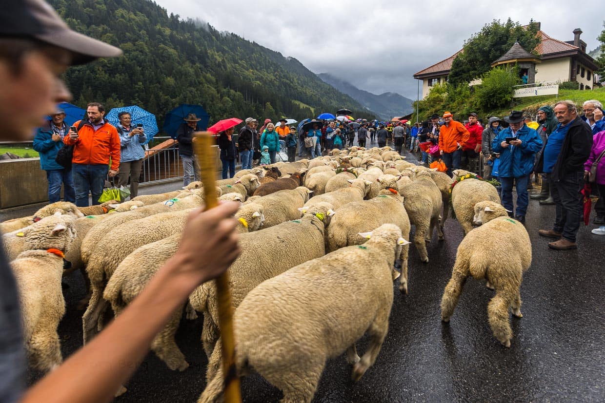 Die Schafscheid ist das Fest nach dem Alpabzug der Schafe von der Sömmerung (dem Sommeraufenthalt auf der Alpe). Es wird jedes Jahr an einem Montag im September in Jaun (Schweiz) gefeiert / © Foto: Georg Berg