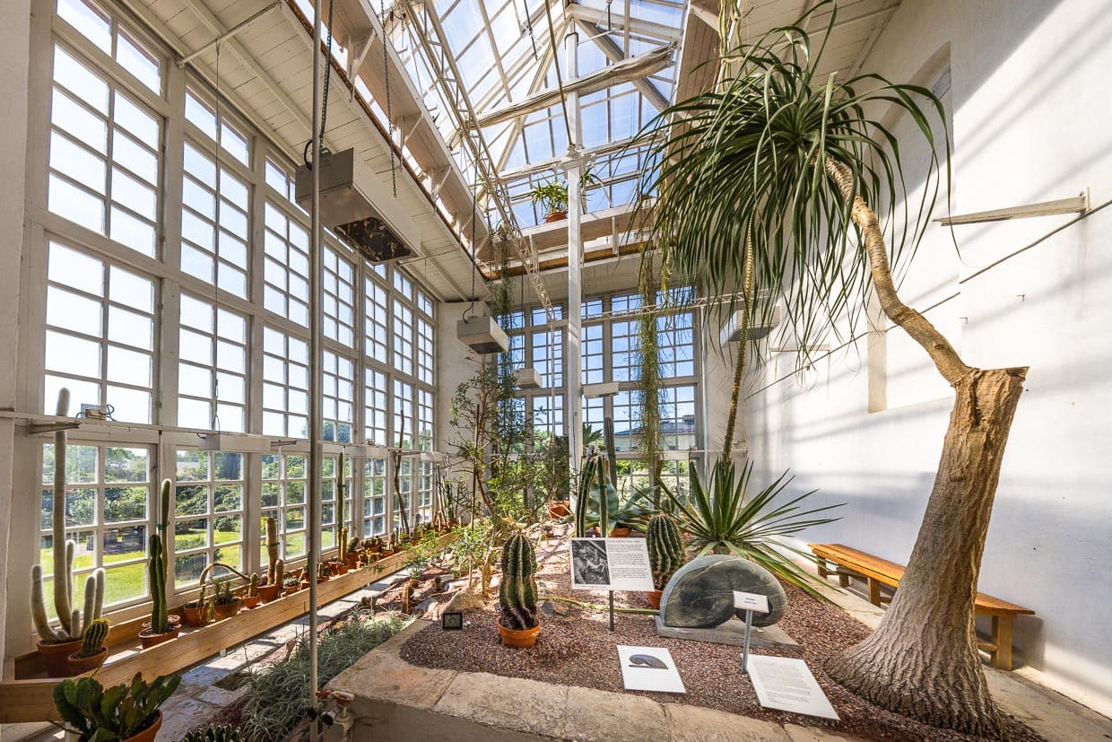 Altes Tropenhaus im Botanischen Garten Uppsala. Heute Sammlung von Sukkulenten / © Foto: Georg Berg